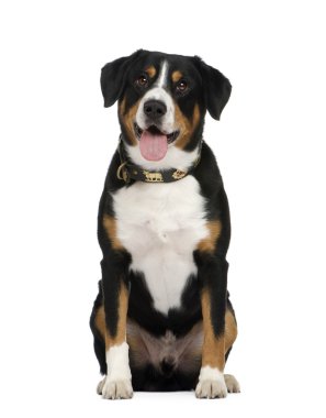 entlebucher dağ köpek ()