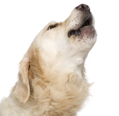 Golden Retriever (2 yıl)