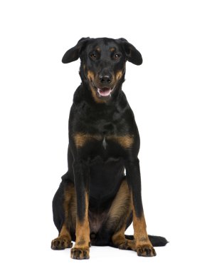 Beauceron (18 ay)