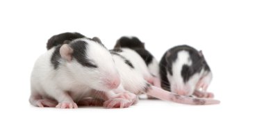 Beyaz arka plan önünde sıçan