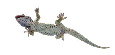 Tokay Gecko - Gekko gecko