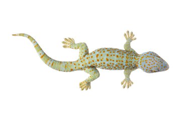 Tokay Gecko - Gekko gecko
