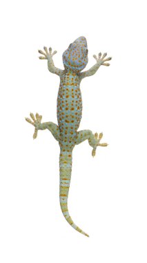 Tokay Gecko - Gekko gecko