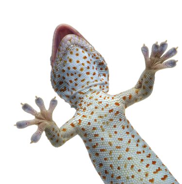 Tokay Gecko - Gekko gecko