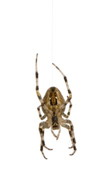 Diadem örümcek - Araneus diadematus