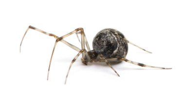 ortak ev spider - achaearanea tepidariorum