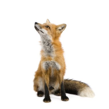Red fox (4 years)- Vulpes vulpes clipart