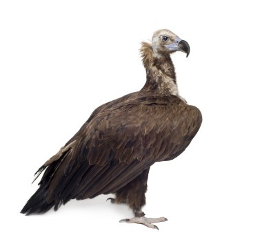 Eurasian Black Vulture (42 years) - Aegypius monachus clipart