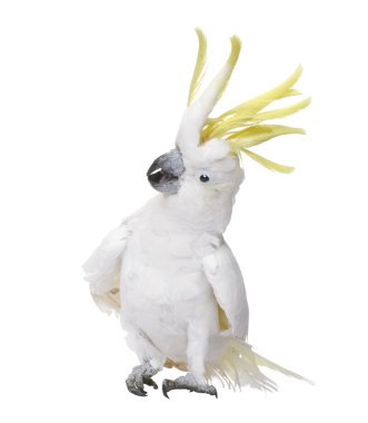 Sulphur-crested Cockatoo (22 years) - Cacatua galerita clipart