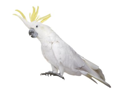 Kükürt tepeli kakadu (22 yaş) - Cacatua galerita