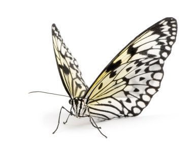 Idea leuconoe butterfly clipart