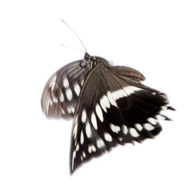 Hypolimnas bolina butterfly clipart