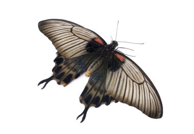 Papilio lowii kelebek