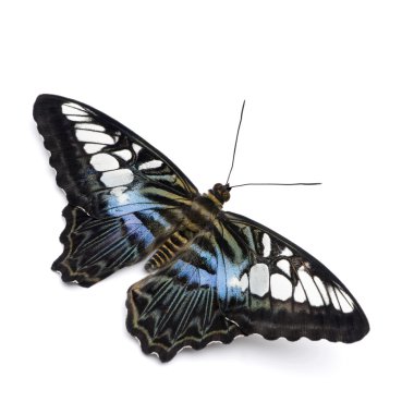 Parthenos sylvia butterfly clipart