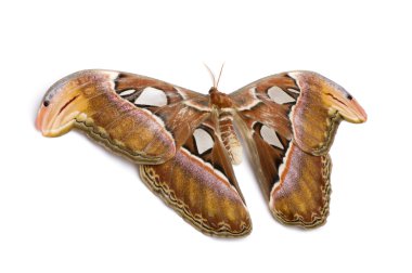 Attacus atlas moth clipart