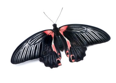 Papilio rumanzovia (female) butterfly clipart