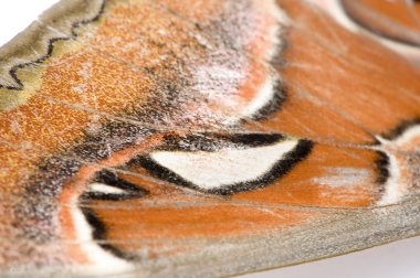 Attacus atlas moth