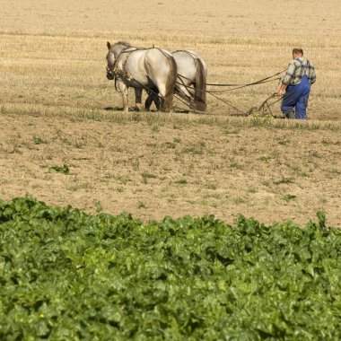 Horse working in the field clipart