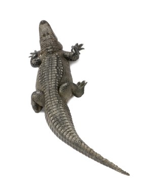 Amerikan timsahı (30 yıl) - Alligator mississippiensis