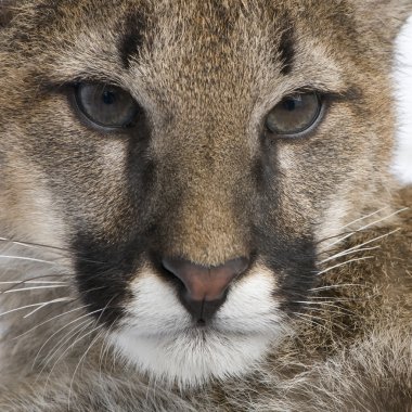 Puma yavrusu - puma concolor (3,5 ay)