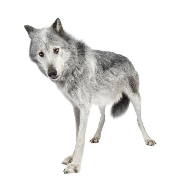 Mackenzie Vadisi kurt (8 yıl) - Canis lupus occidentalis