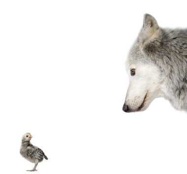 Mackenzie Valley Wolf looking at a chick in front of white backg clipart