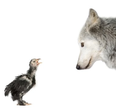 Mackenzie Valley Wolf looking at a chick in front of white background, studio shot clipart