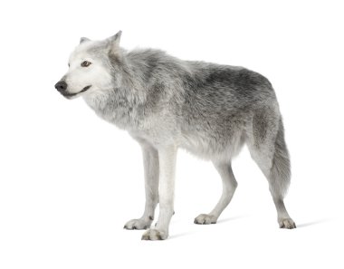 Mackenzie Valley Wolf (8 years) - Canis lupus occidentalis clipart