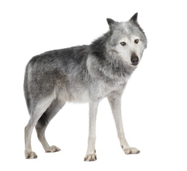 Mackenzie Valley Wolf (8 years) - Canis lupus occidentalis clipart