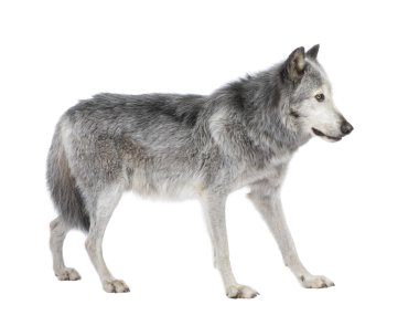 Mackenzie Valley Wolf (8 years) - Canis lupus occidentalis clipart