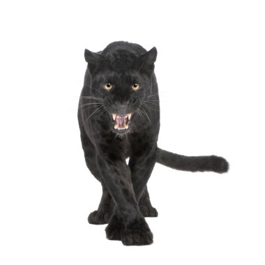 Black Leopard (6 years) clipart