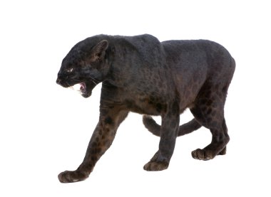 Siyah leopar (6 yıl)