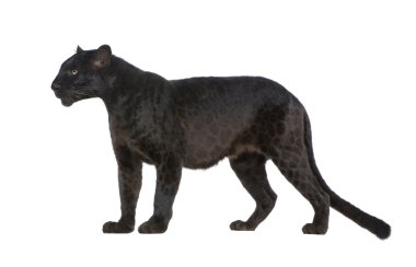 Siyah leopar (6 yıl)