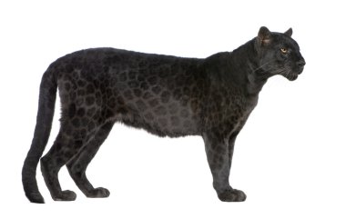 Siyah leopar (6 yıl)