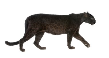 Siyah leopar (6 yıl)