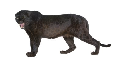 Siyah leopar (6 yıl)