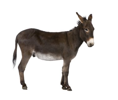 Donkey ( 4 years) clipart