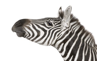 Zebra (4 years) clipart