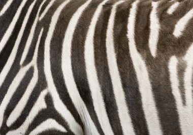 Zebra (4 yıl)