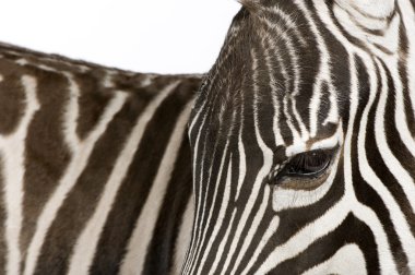 Zebra (4 yıl)