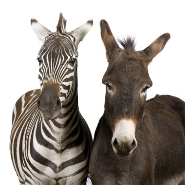 A Zebra (4 years) and a donkey (4 years) clipart