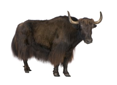 Yak in front of a white background clipart