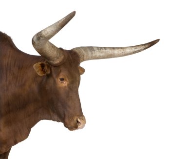 Ankole watusi