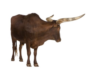 Ankole watusi