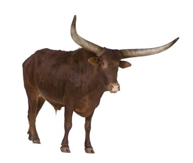 Ankole watusi