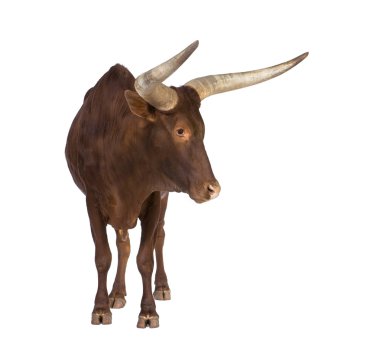 Ankole-Watusi clipart