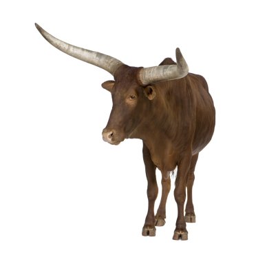 Ankole watusi