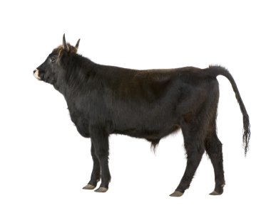 Heck cattle - auroch clipart
