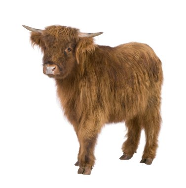 Young Highland Cow clipart