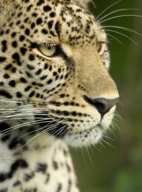 serengeti Ulusal rezerv leopar